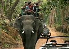 explore wildlife atop elephant